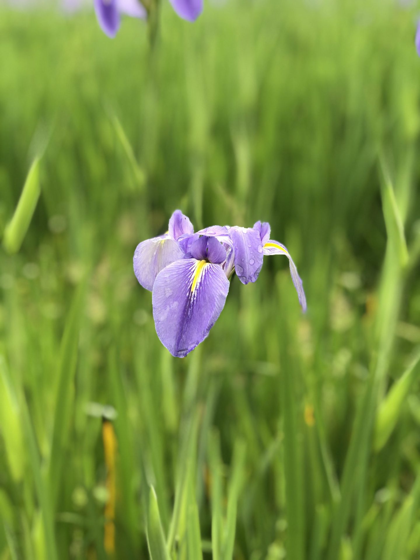 21年 大宜味村 喜如嘉のオクラレルカ速報 3 24午後更新 大宜味村観光協会